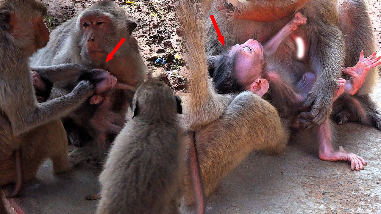 OMG, the monkey is punishing the little monkey by g/r/a/b/b/i/ng its h/e/a/d and p/ul/l/i/n/g it.