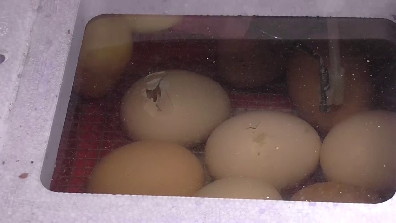 Küken brüten im Brutautomaten