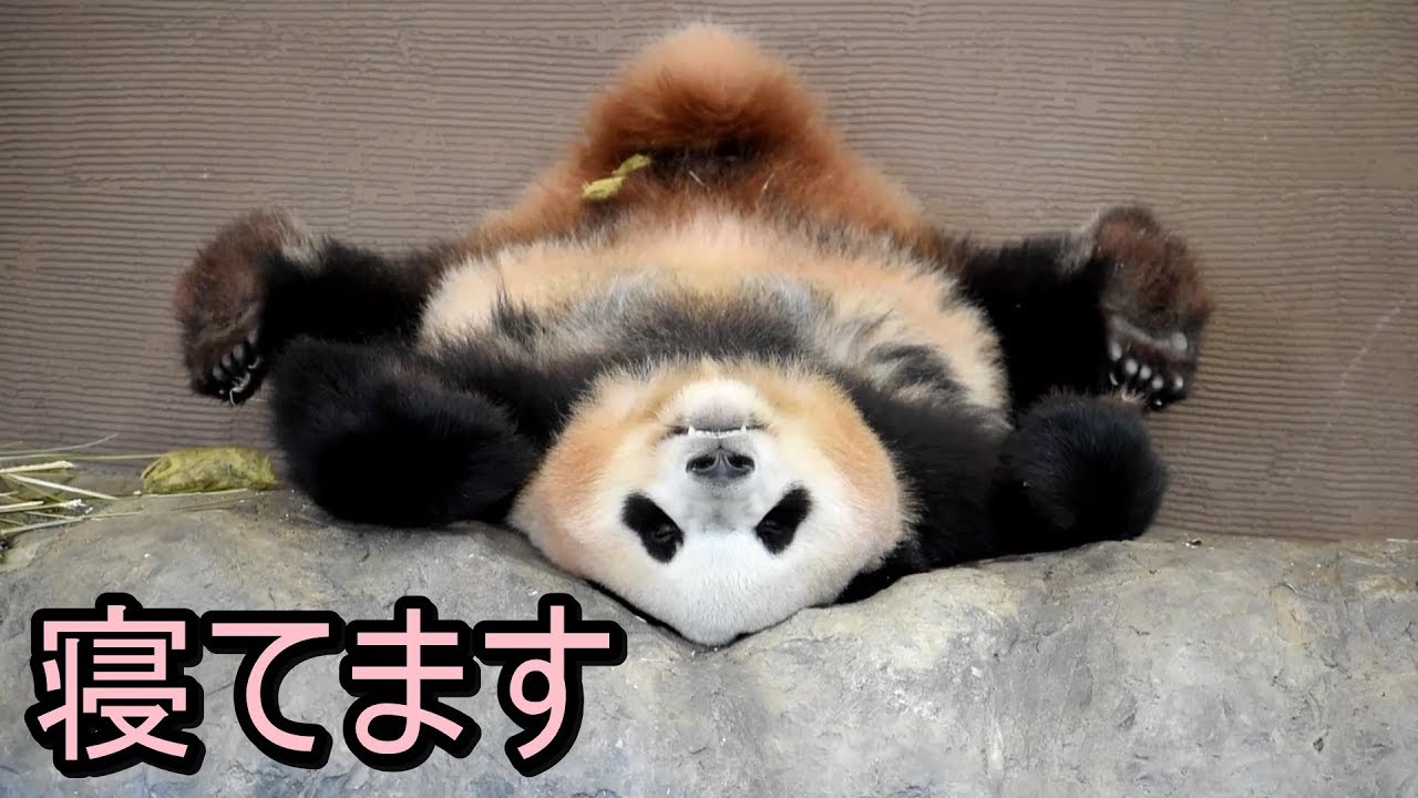 【パンダ】とんでもない寝方をする結浜🐼🎀📡【panda】funny panda