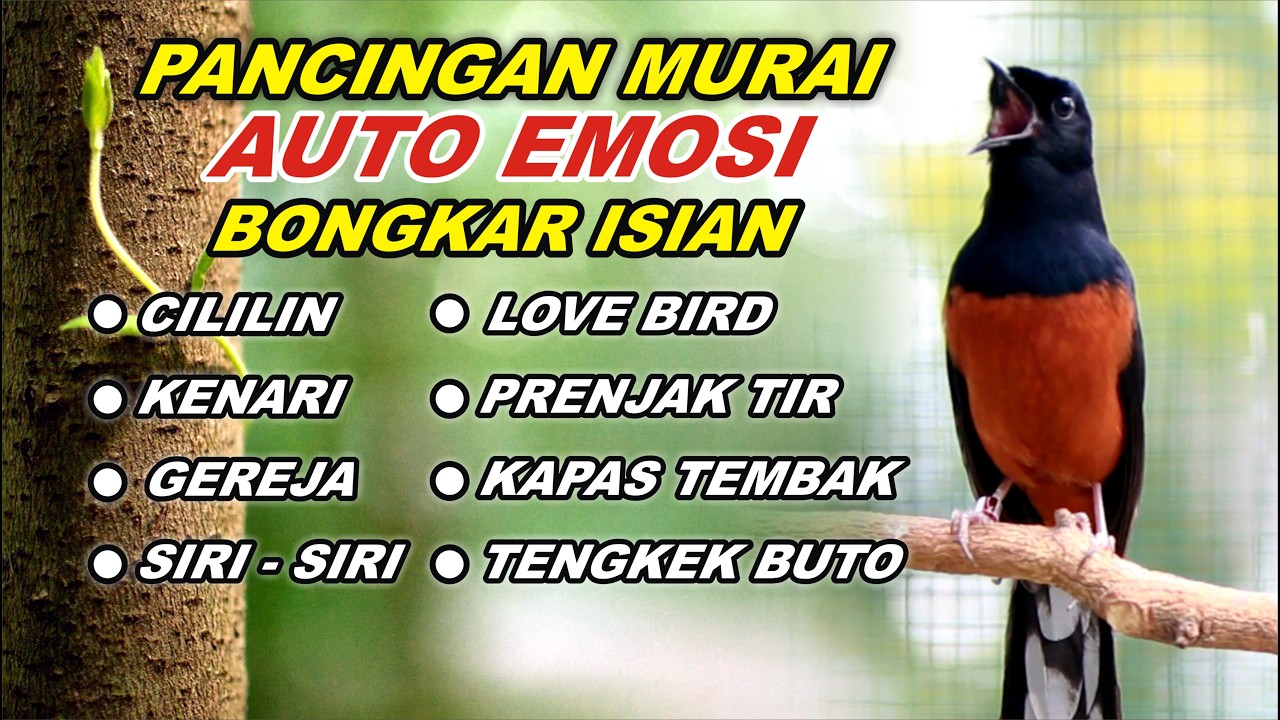 Pancingan Murai Batu Bongkar Isian Tembakan Kasar bikin Murai emosi