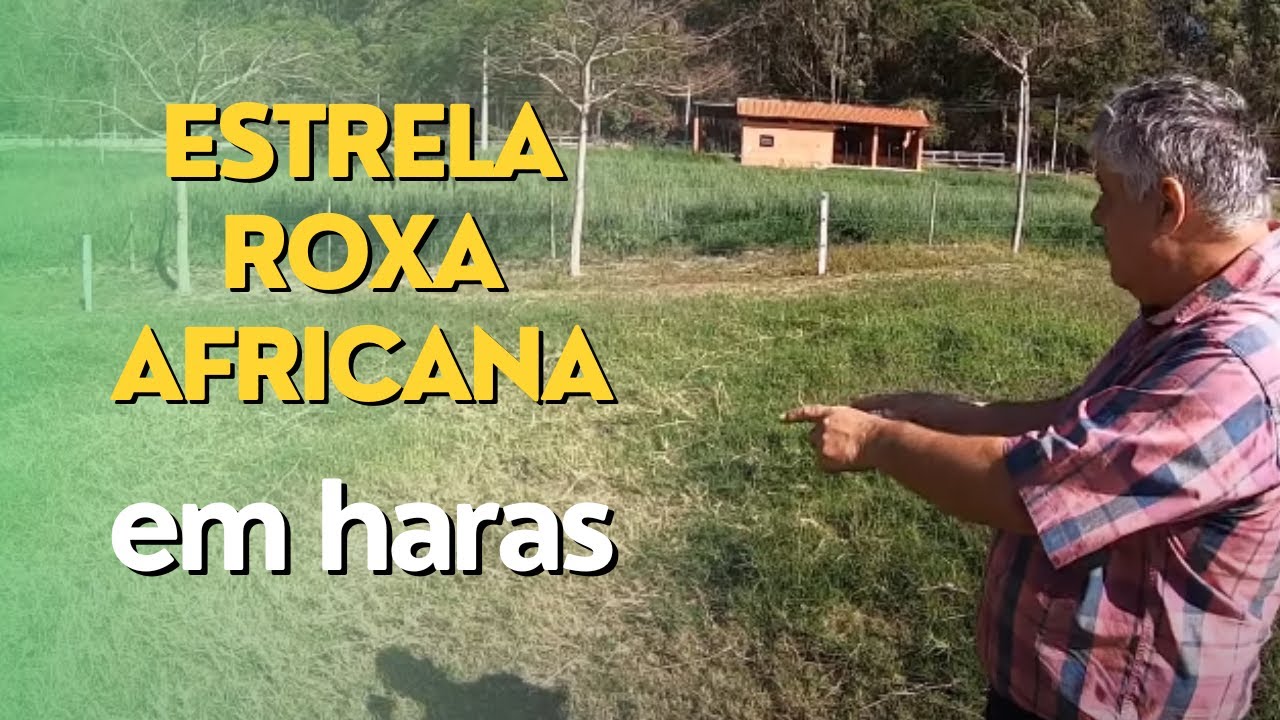 Estrela Roxa Africana Em Haras &Eacute; Uma Boa Op&ccedil;&atilde;o? Ep#083