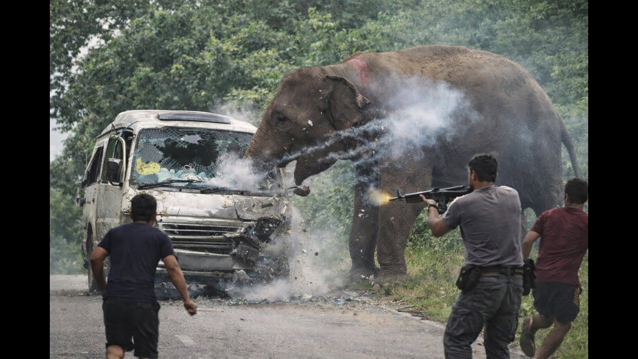 Wild Elephant Smashes Van Glass — Brave Locals Use Fire to Save the Vehicle 🔥🐘