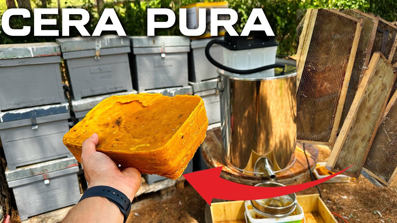 🍯 DEL PANAL AL LINGOTE | ASÍ RECICLAMOS LA CERA DE ABEJA 🐝