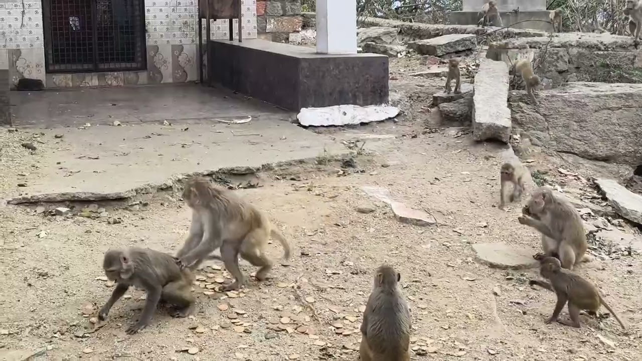  🍓🍅🍒🍎Monkeys summer time  eat a biscuit s🍓🍅🍒