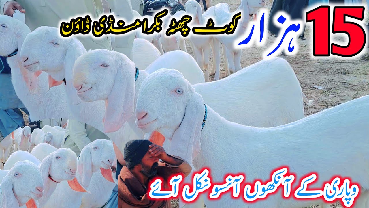 29 January 2026 | دیہات کی سسستی بکرا منڈی کوٹ چھٹہ | گلابی بکرے پندرہ ہزار میں خریدے | وپاری پریشان