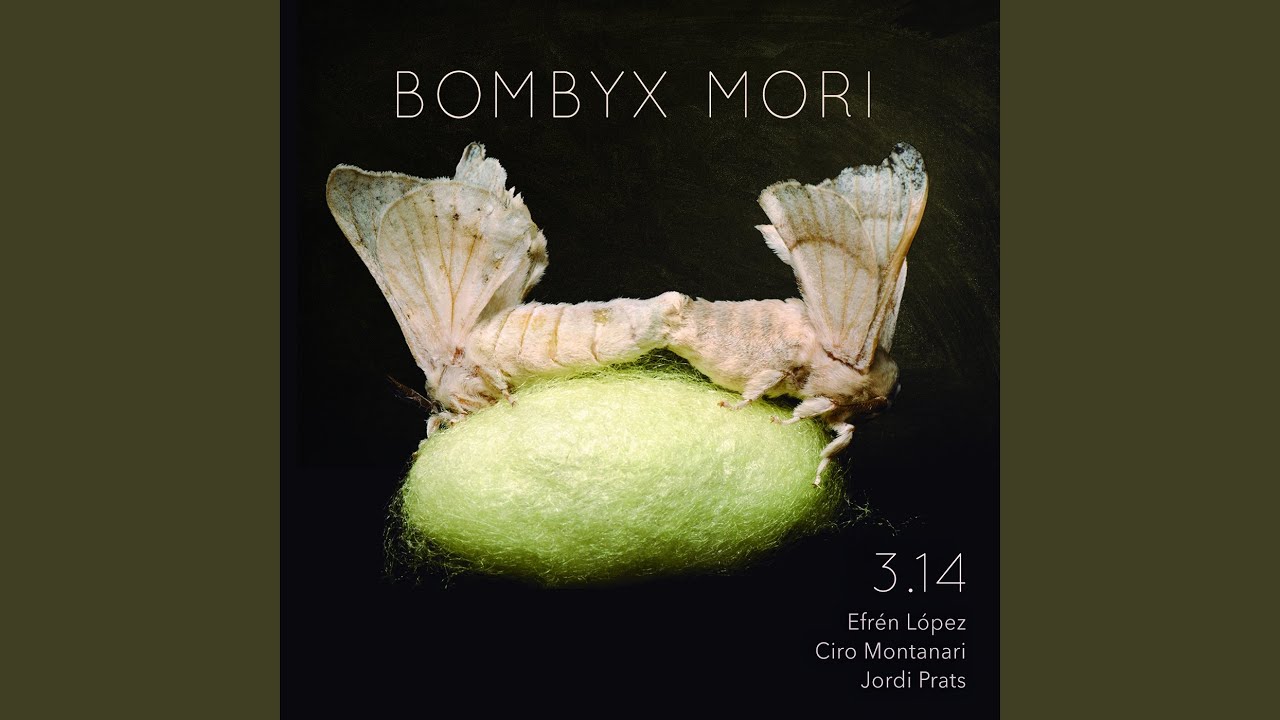 Bombyx Mori