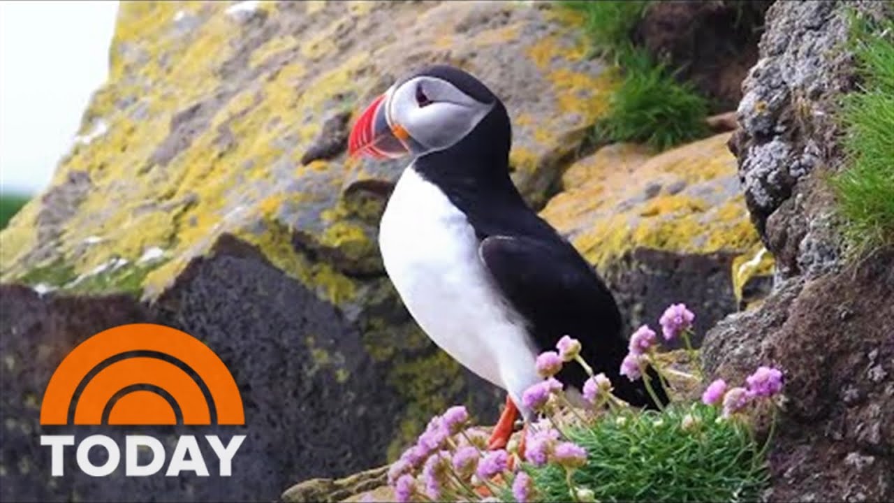 Puffins Thriving On Protected Island Despite Changing Temperatures