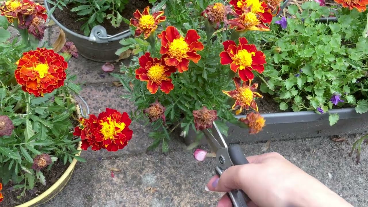 Lage afrikaantjes (Tagetes) DEEL 7 - verzorgen in de tuin en zaden oogsten