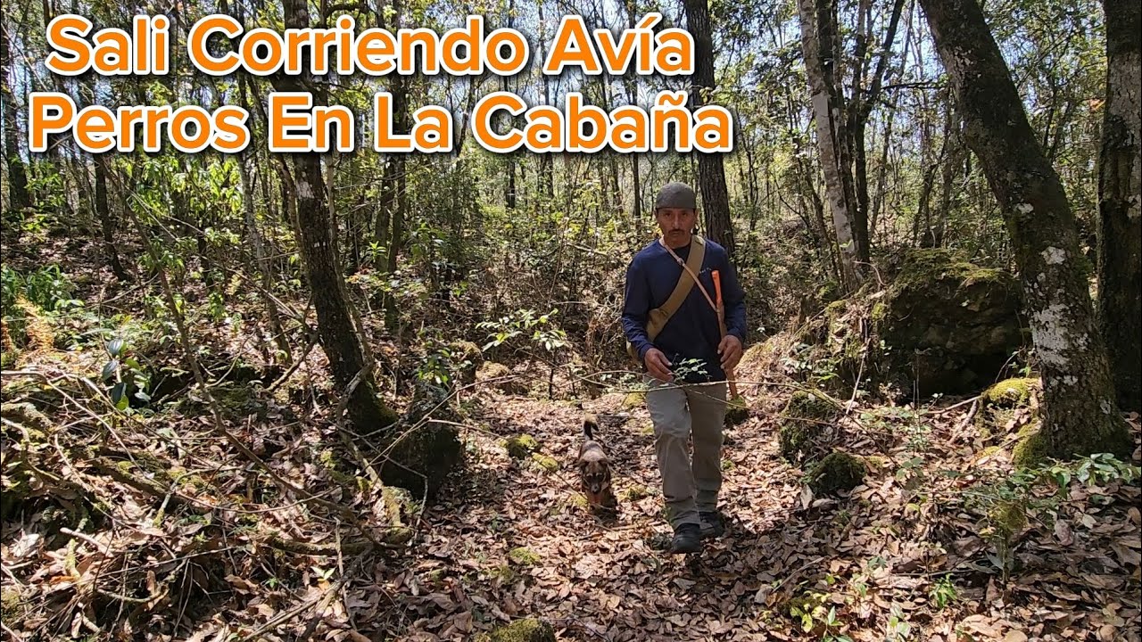 Sali Corriendo Avía Perros En La Cabaña Y Casi Pierdo A Pelusa 