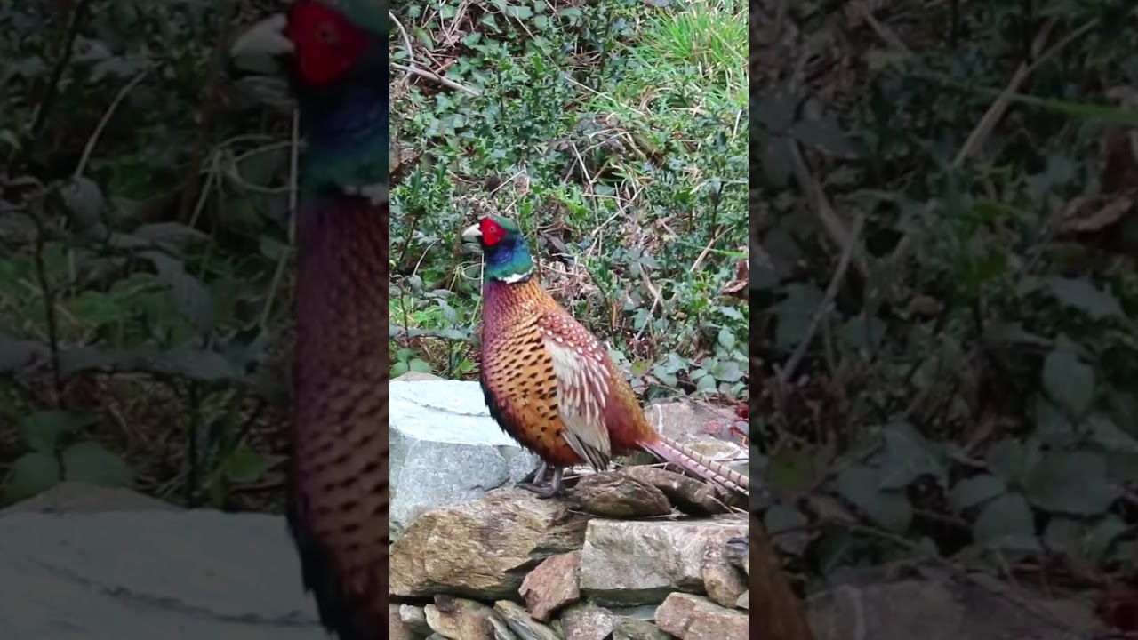 Pheasant call 🧿