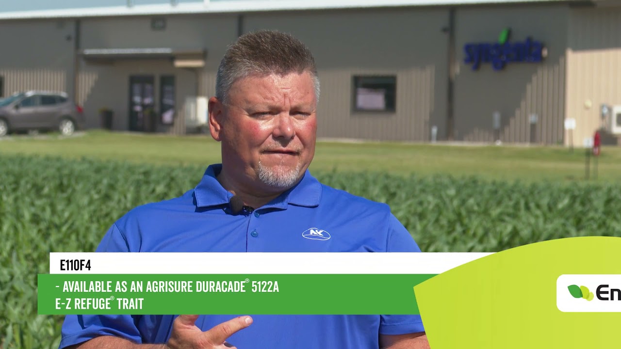 Get strong early season vigor with NK Seeds E110F4