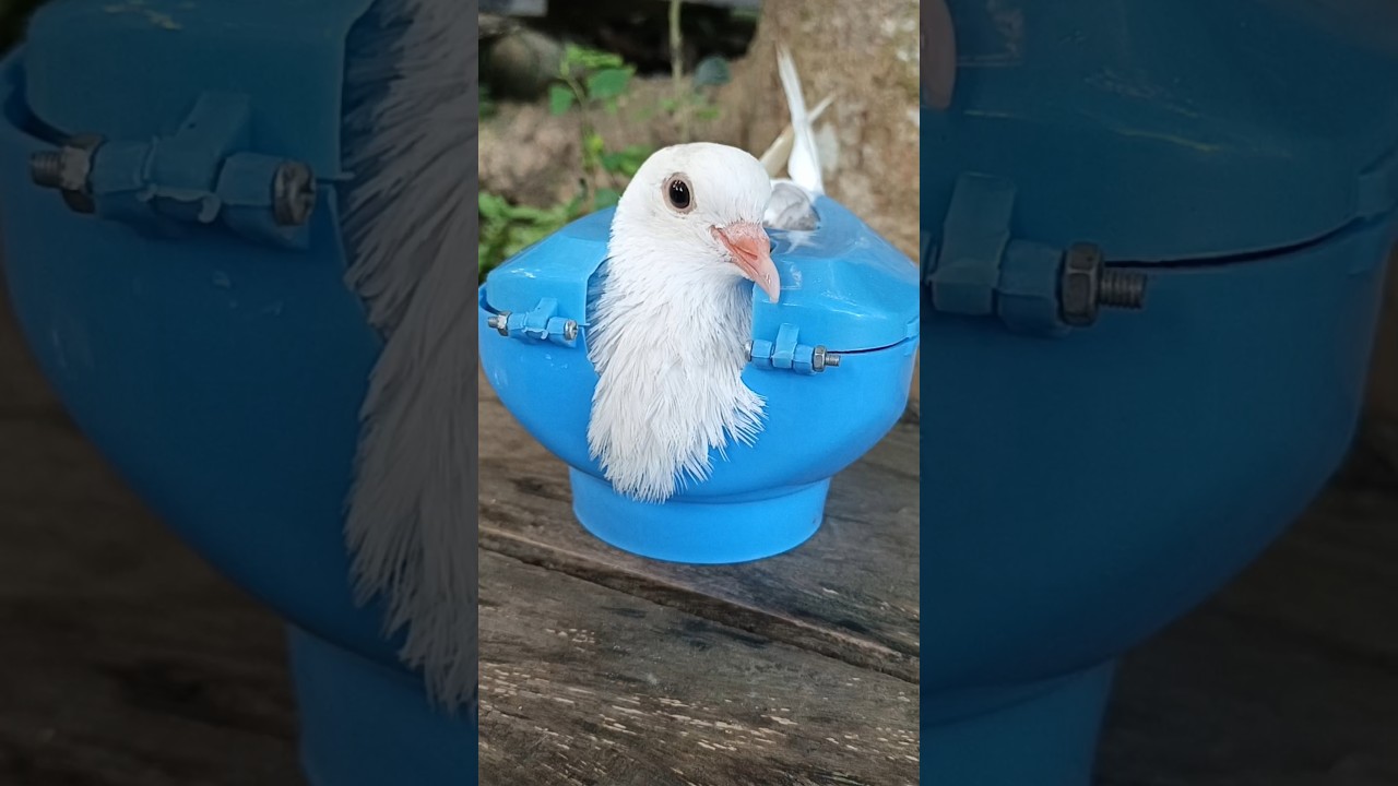 Life-Saving Medicine for a Weak Pigeon 🕊️ | Amazing Recovery Story #kabutarandekabdetehain #shorts