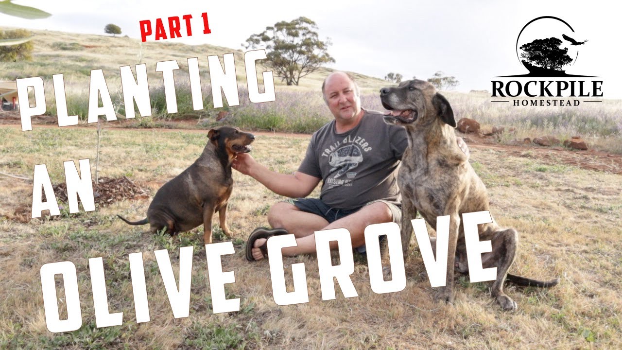 Starting our homestead OLIVE TREES (olea europea) | Planting for our future
