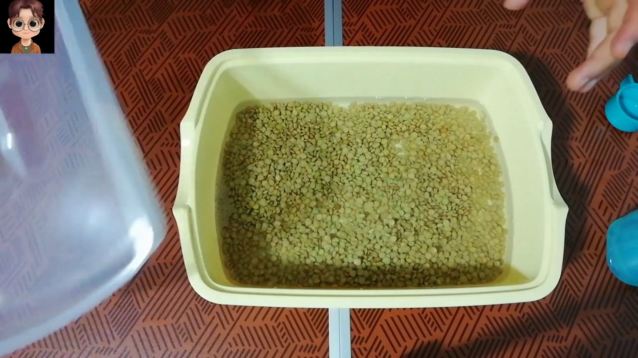 Yeşil Mercimek nasıl filizlendirilir? I Kuru Bakliyat filizlendirme- yeşil mercimek çimlendirme