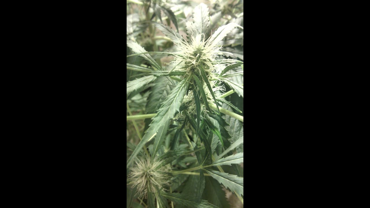 Big Bang Green House Seed Co. & White Widow Cross Day 35 Flowering