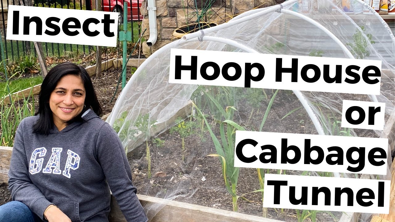 DIY Insect Hoop House / Cabbage Tunnel for Brassica Fly Control - Natural way to control cabbage fly