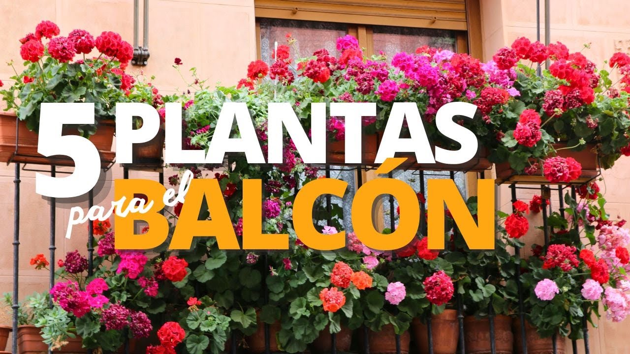 5 Plantas con FLORES para Balcones SOLEADOS
