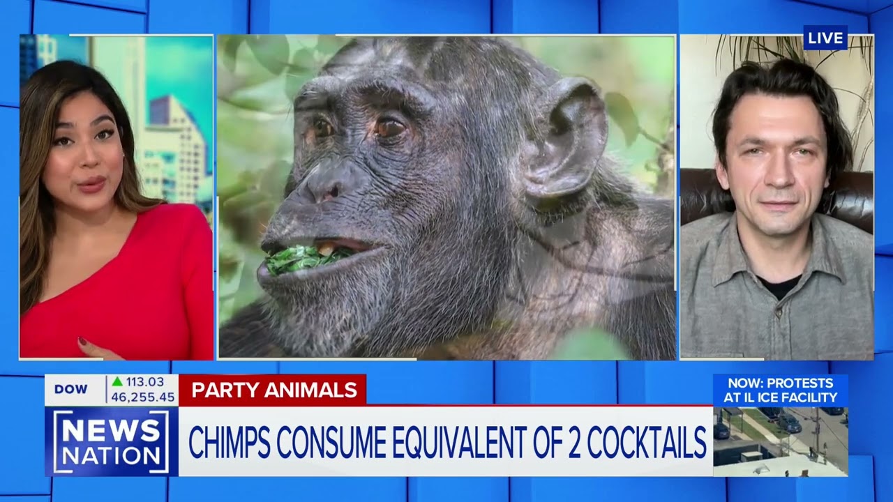 The Drunken Monkey hypothesis live on NewsNation Now interviewing lead author Aleksey Maro
