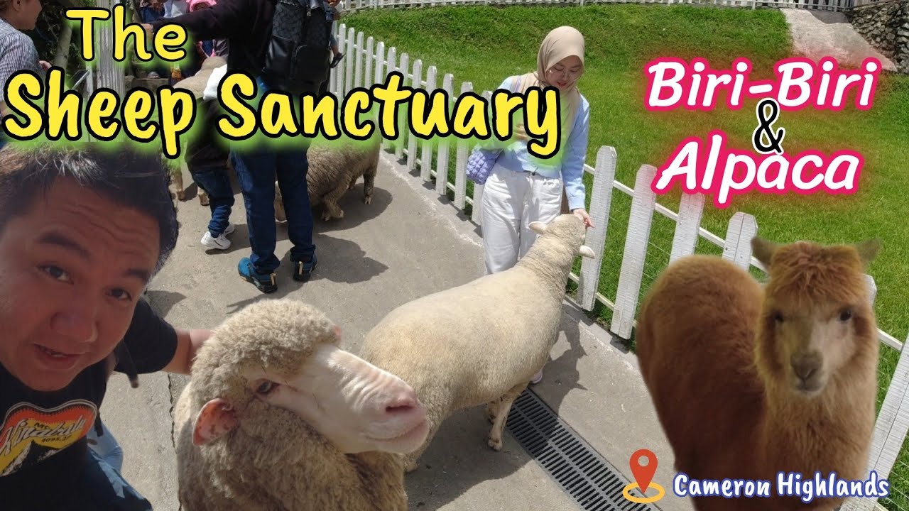 Melawat Kambing Biri-Biri dan Alpaca di The Sheep Sanctuary Cameron Highlands