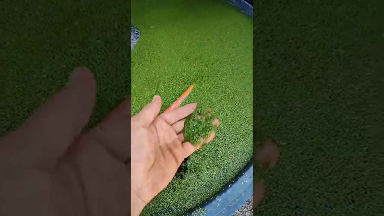 ECONOMIZANDO RA&Ccedil;&Atilde;O COM A LEMNA MINOR ( LENTILHA D'&Aacute;GUA)