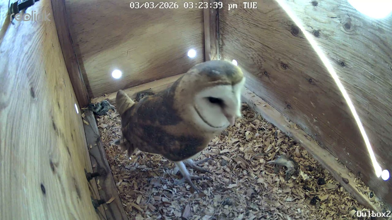Female barn owl nesting in our school garden!