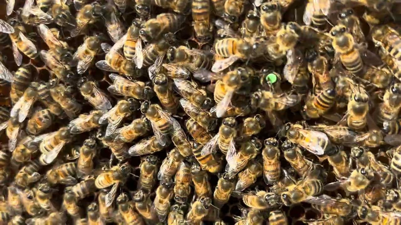 Damızlık Temini ve F1 Kraliçe Üretimi Hakkında #arıcılık#bal#polen#bee#doğa#köy#köyhayatı#anaarı 