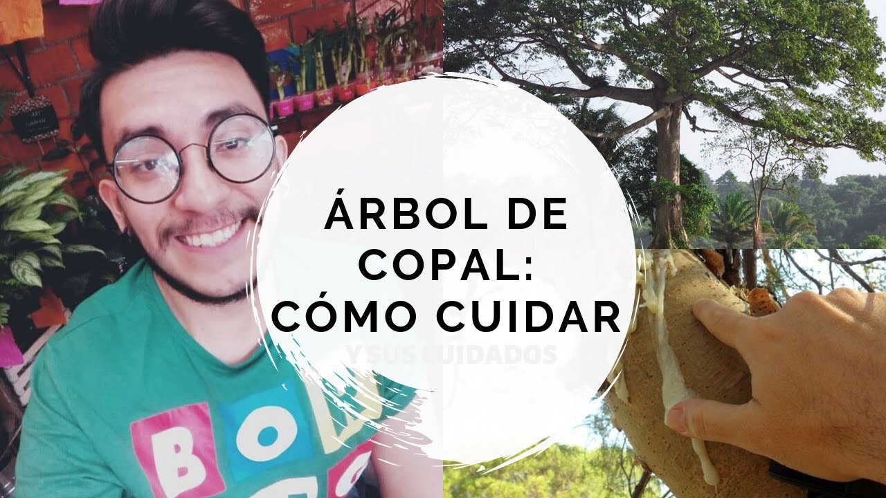 Copal cuidados y descripción