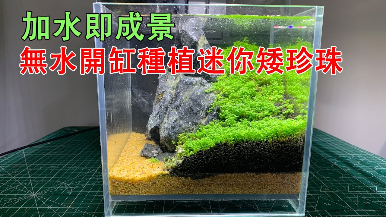加水即成景，無水無CO2開缸種植迷你愛珍珠爬滿草缸|No CO2, planting Hemianthus callitrichoides ’Cuba’.