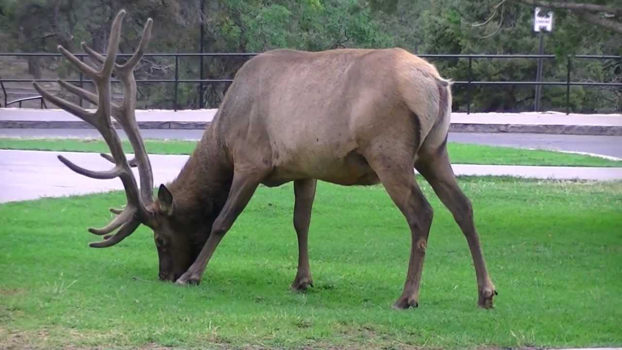 Elk Grazing at El Tovar Lodge-Grand Canyon-Gary Clardy