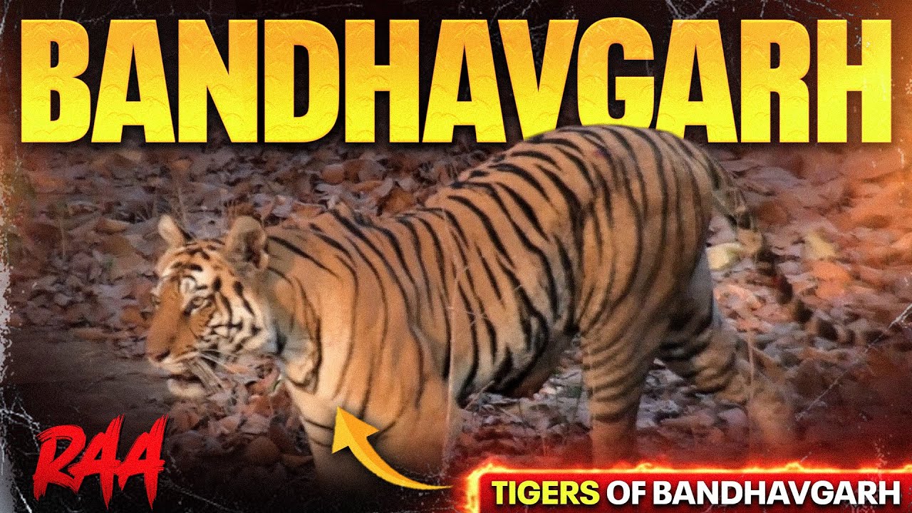 Golden Sunset TIGER Sighting | RAA Female in Khitauli Zone | Bandhavgarh National Park #TigerSafari