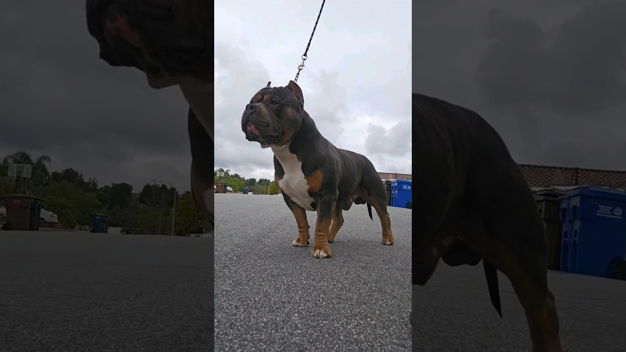 Standard American Bully