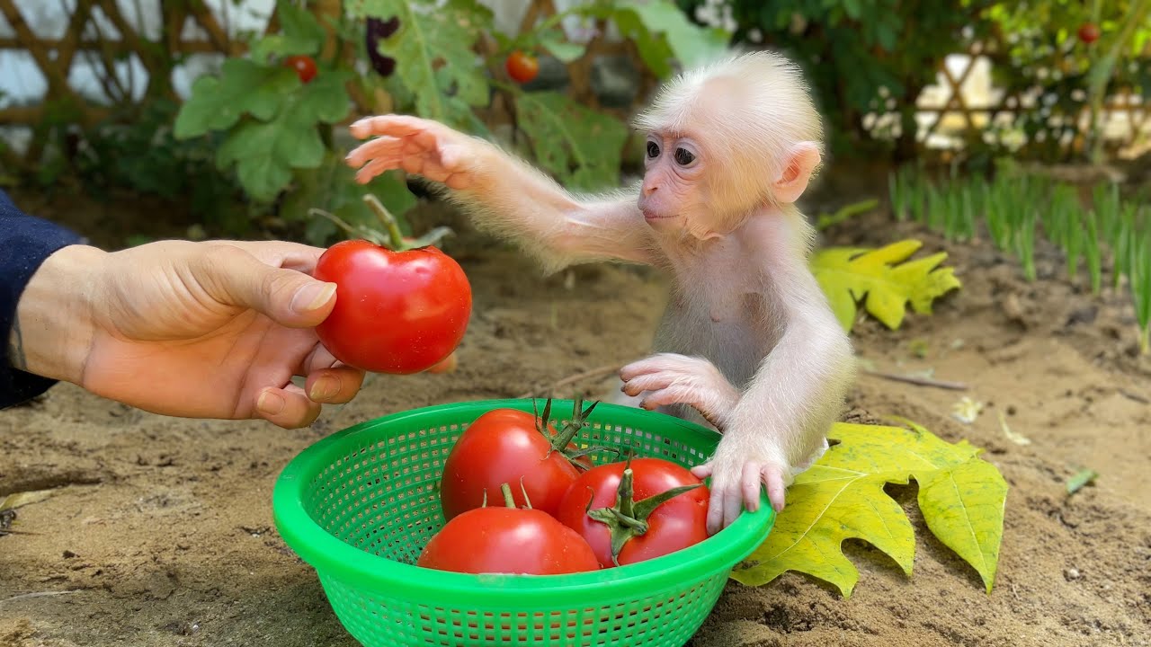 Baby monkey Zika helps dad harvest tomatoes to make juice for breakfast