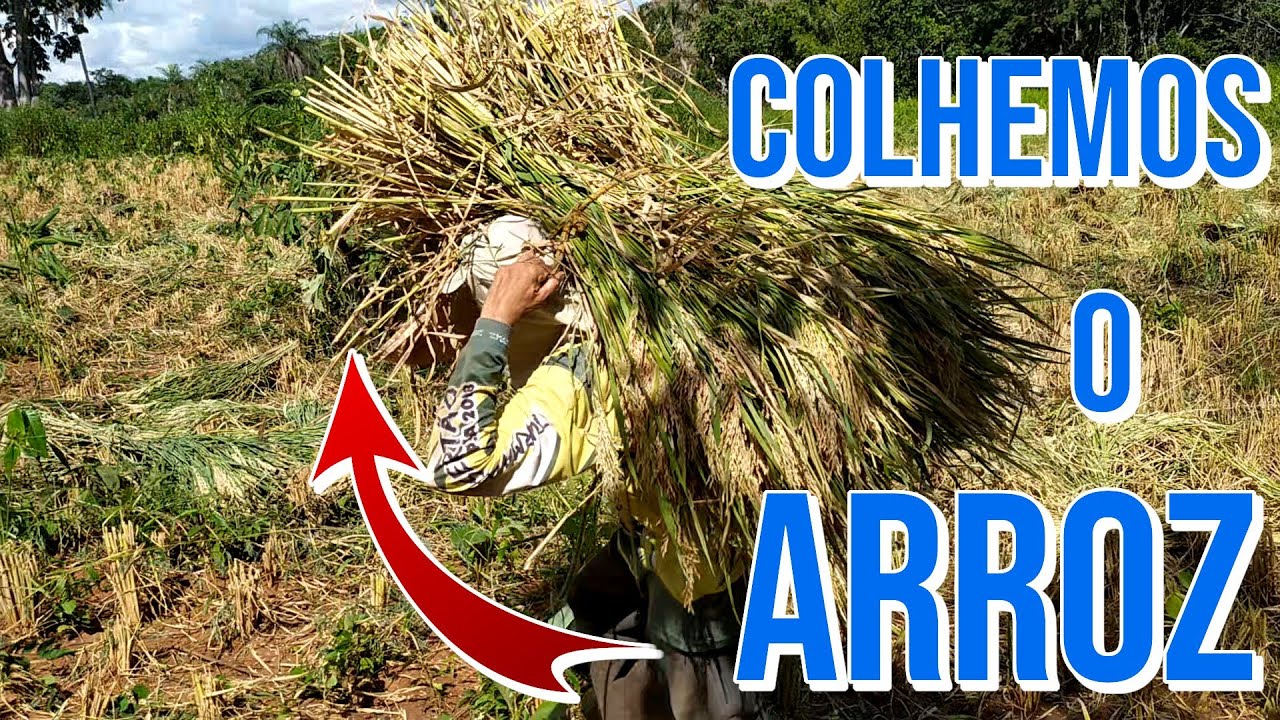 COLHEITA MANUAL DO ARROZ COM CUTELO