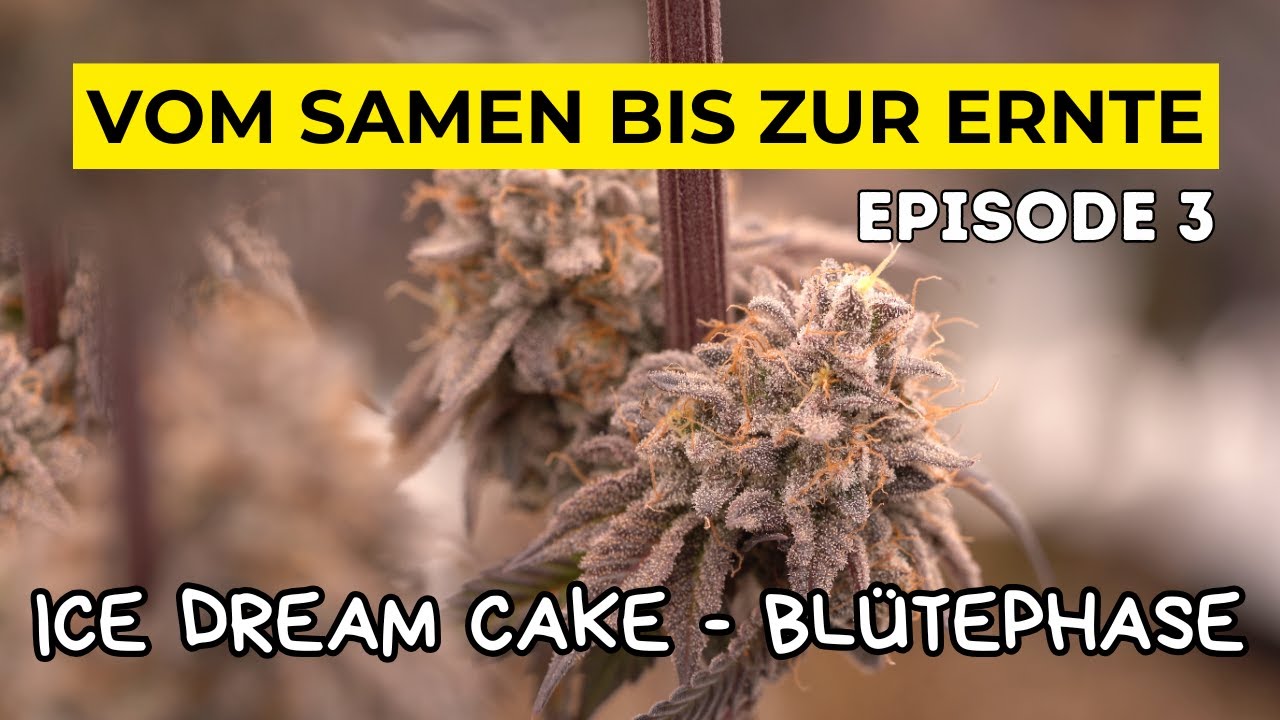 WIE ich 3 Pflanzen anbau l Komplette BL&Uuml;TEPHASE l Ice Dream Cake l MARS HYDRO 150 x 150