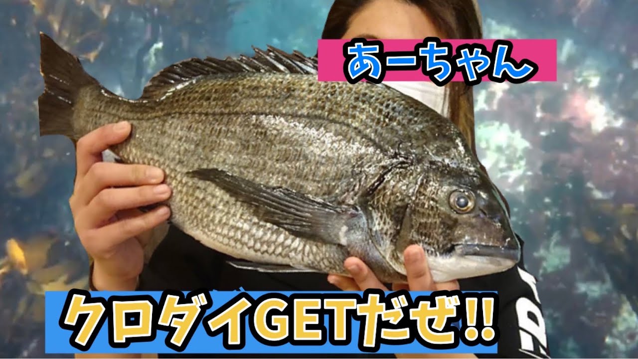 #6 いわきで魚突き🐟ちょいハプニングからの大きいクロダイGet Part1