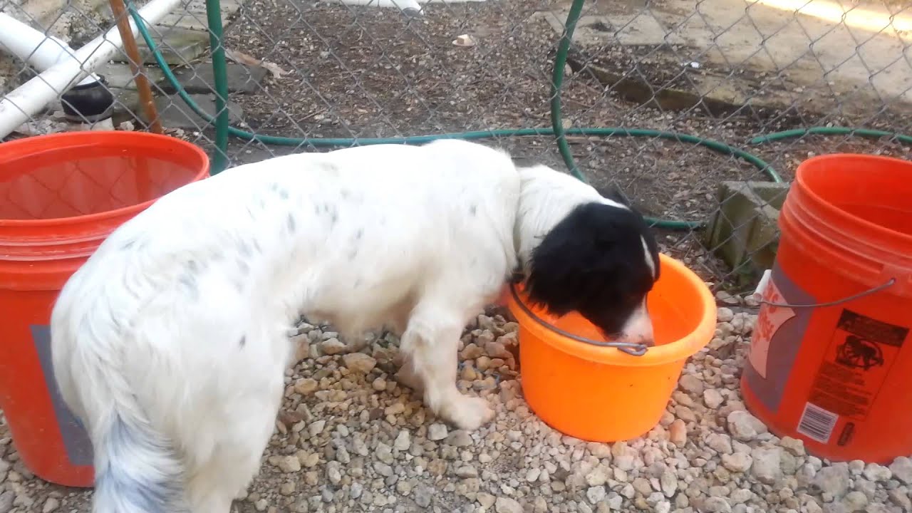 Daphne 2 Tracysdog