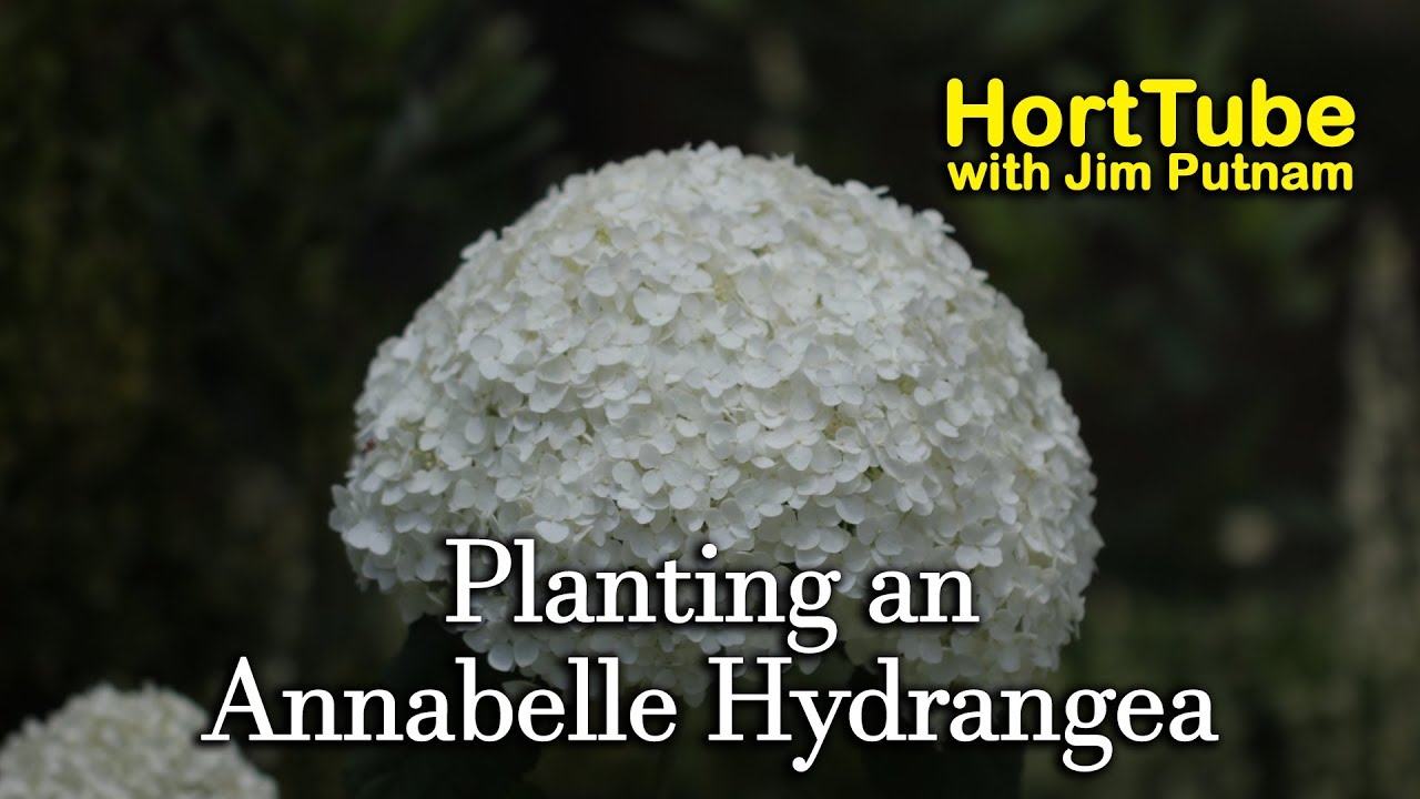 Planting an Annabelle Hydrangea - Super Showy White Flowers