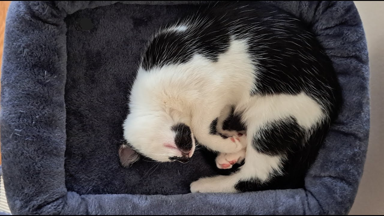 Cat Purr with Rain