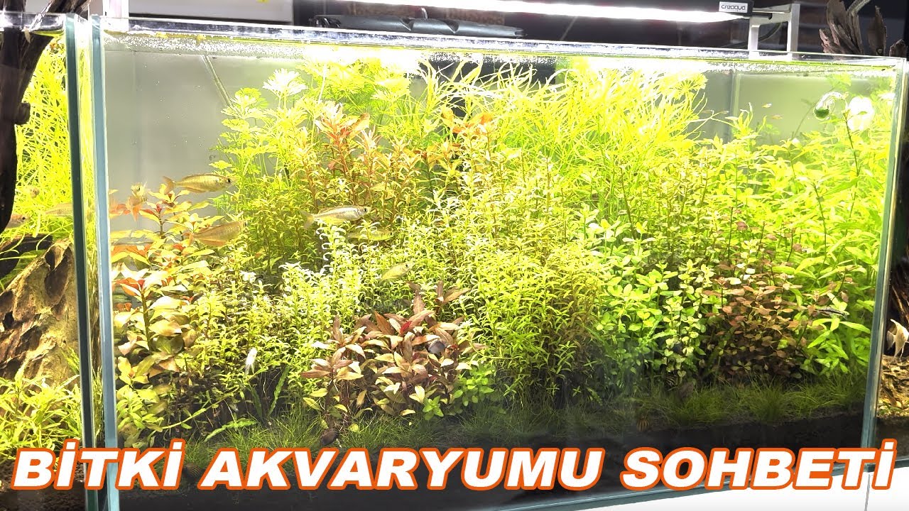 Bitki Akvaryumu Bakım & Sohbet l Bitki akvaryumu nasıl olmalı, bakım, çeşitleri - Aquashop Pet Store