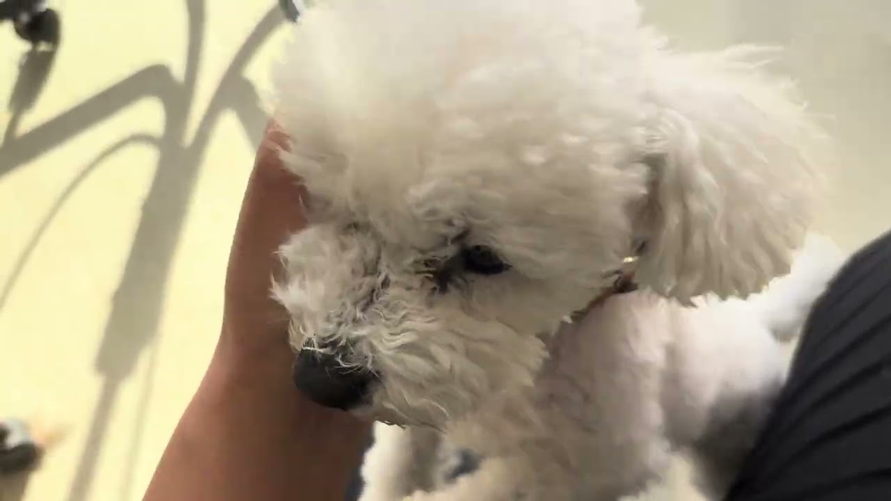 ウィーラーちゃん、ふくちゃん、チャマちゃん、ぽんずちゃん、つんつんくん、ちゅるるくん、海ちゃん、空ちゃん、あらびきくん！