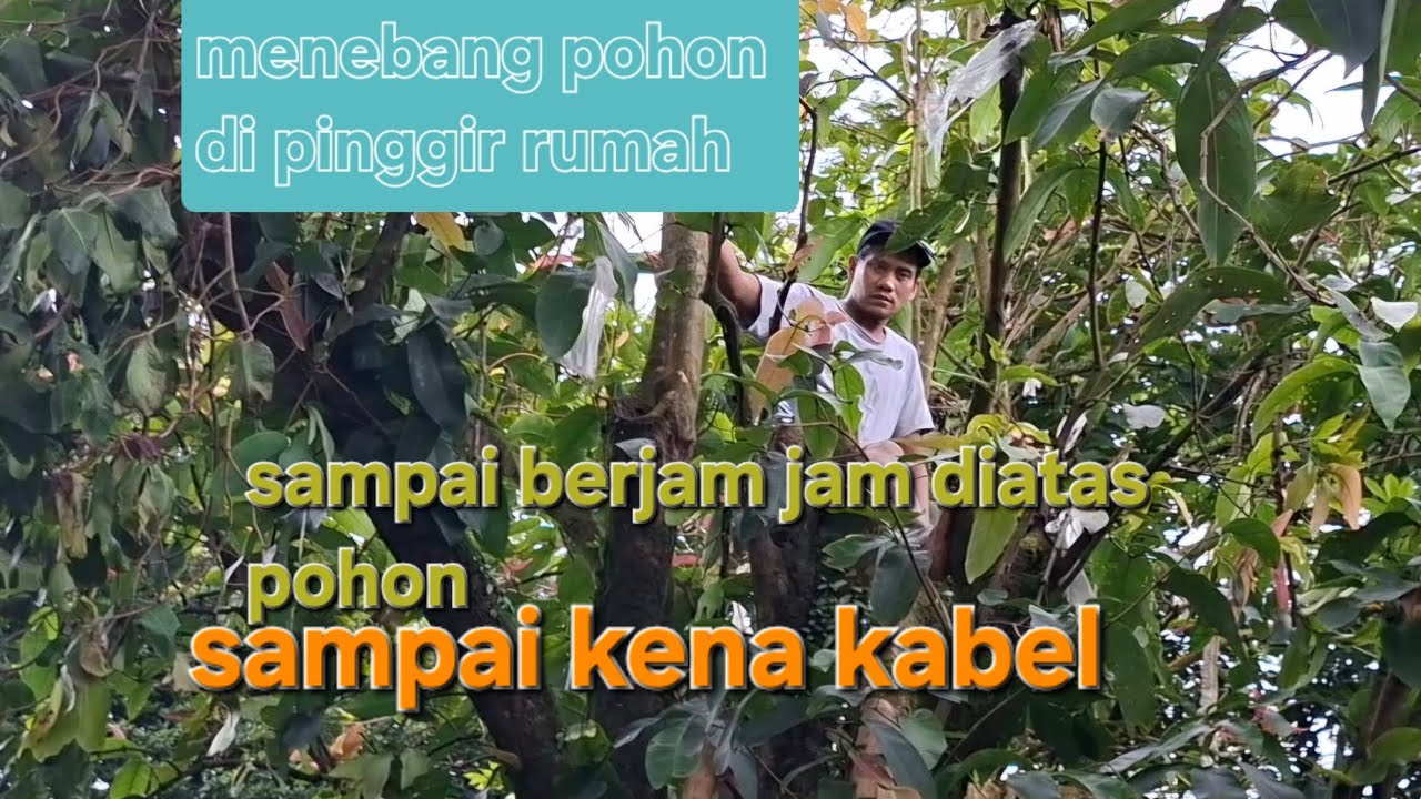 menebang pohon tinggi di samping rumah sampai berjalan jam!!