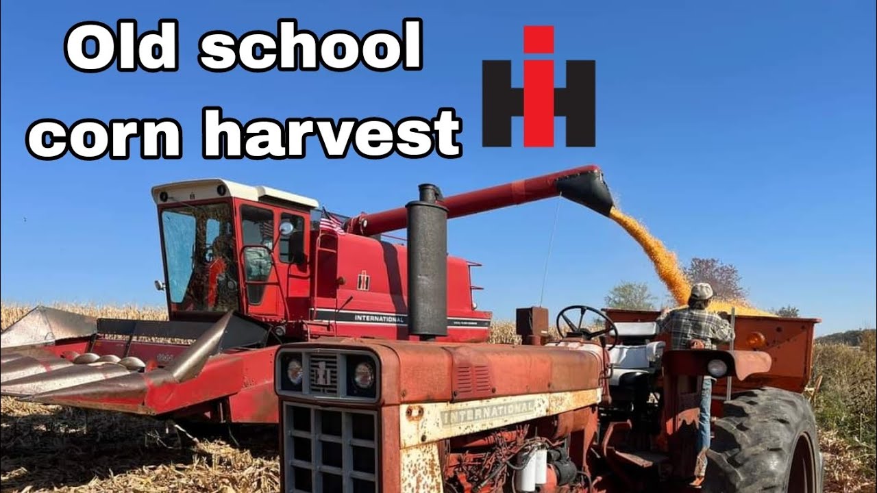 International 1420 Combine Corn Harvest.