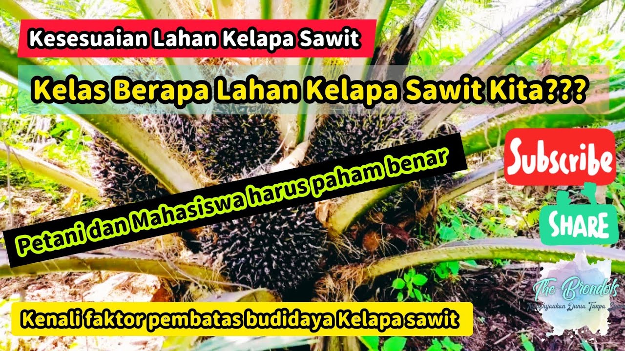 Kesesuaian Lahan Kelapa Sawit - Kelas Berapa Kesesuaian Lahan Kita