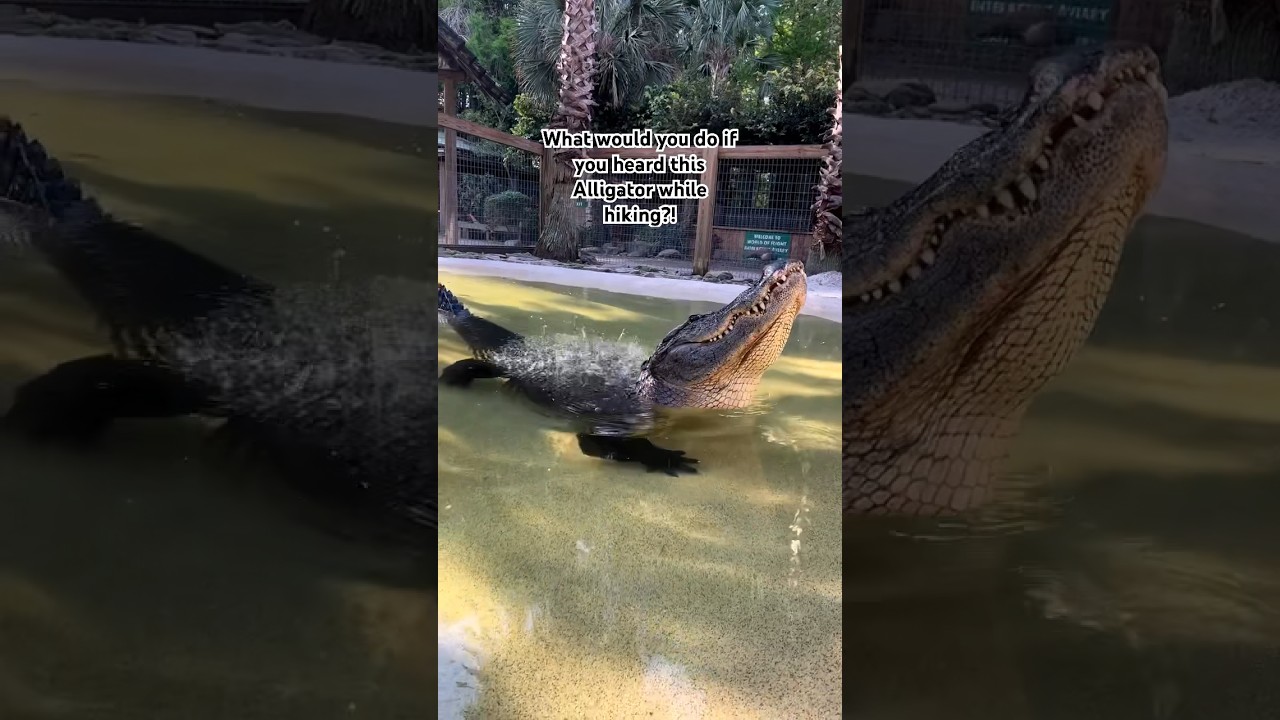 Alligator Bellowing #alligator #reptile