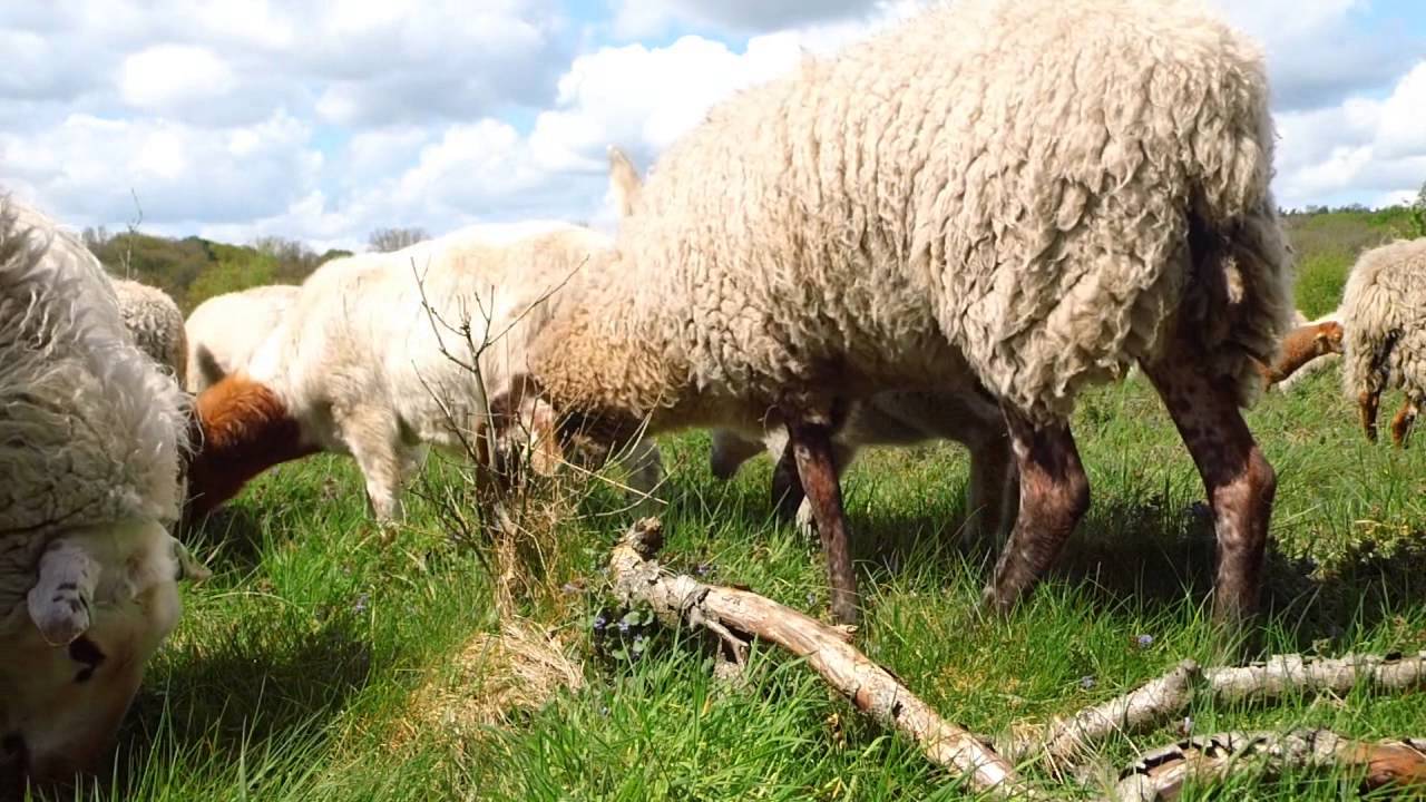 vandaag waren we weer op pad op de sallandse heuvelrug met de schapen van André Kuhn