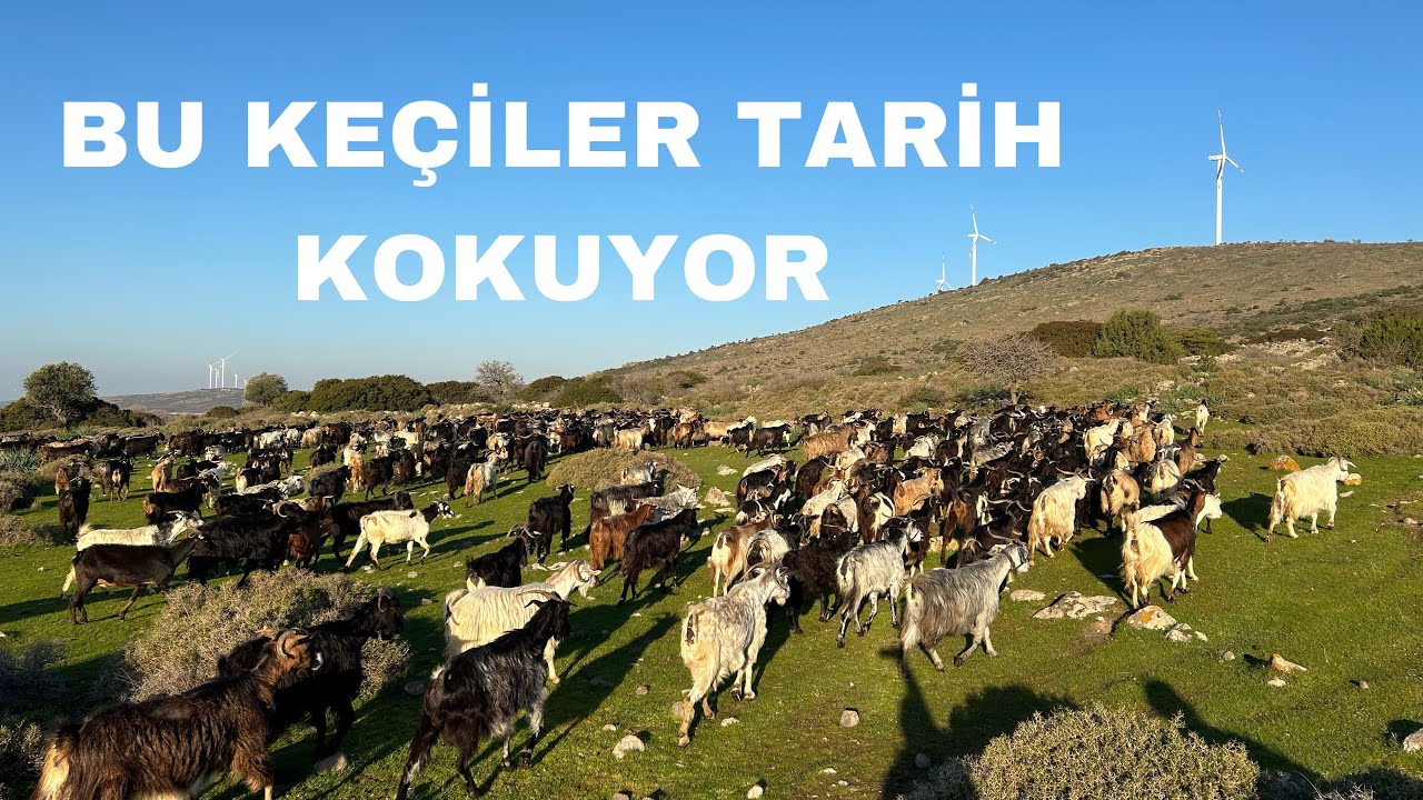 BÖLGENİN  EN BÜYÜK KARA KEÇİ ÇİFTLİĞİ
