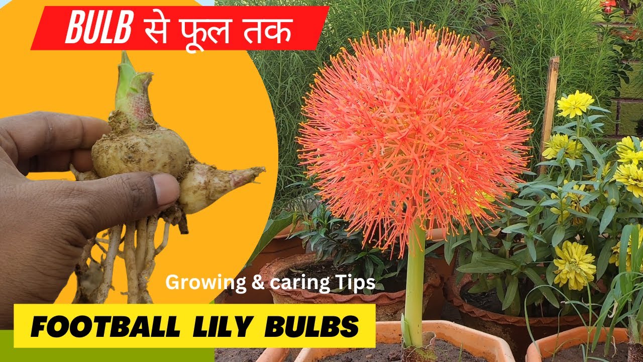फुटबॉल लिली प्लान्ट कैसे लगाए | how to plant football lily bulb | Football lily flower