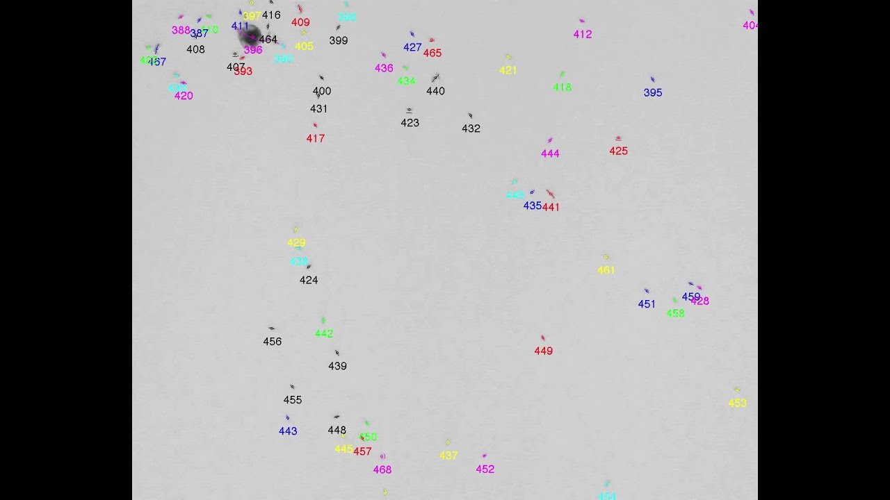 argentine Ants in an empty arena with tracking