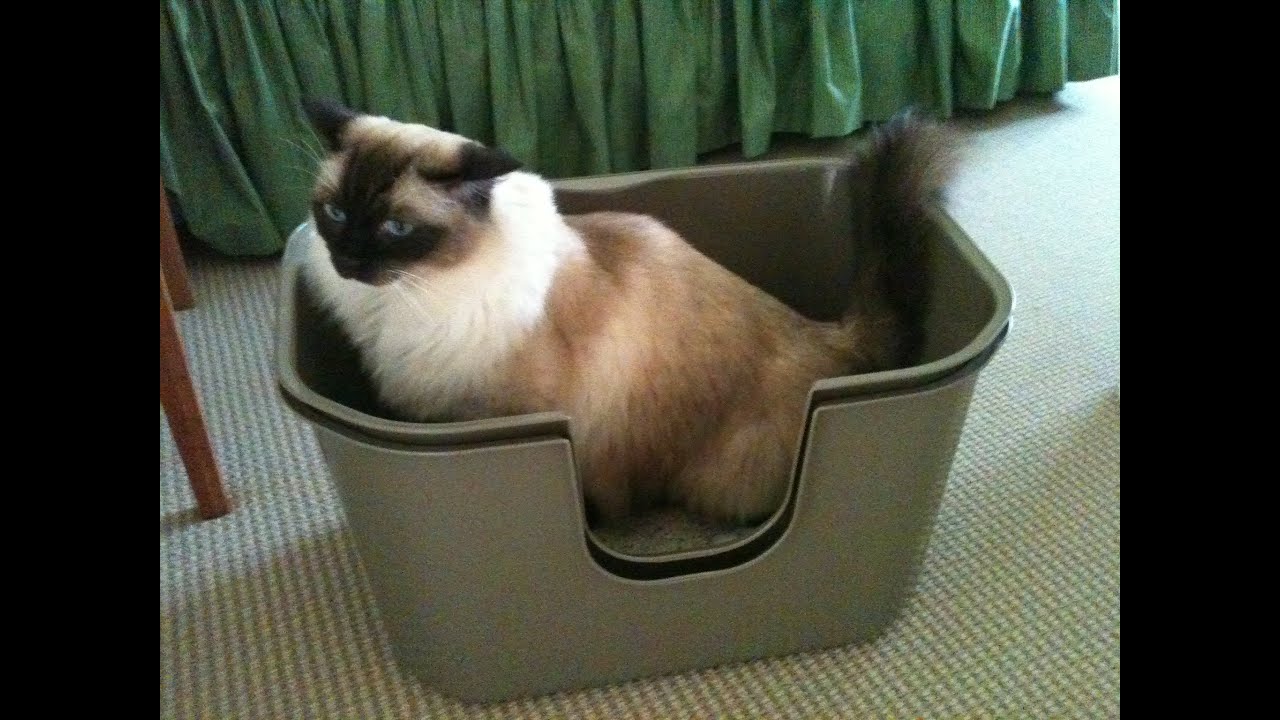 NVR Miss Litterbox Review - High Wall Cat Litterbox