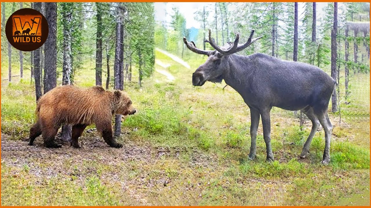 Grizzly Bear Attack | Deadliest Grizzly Bear Attacks Ever Caught On Camera | Wild Animals